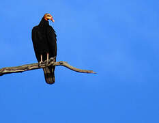 Greater Yellow-headed Vulture