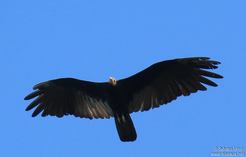 Greater Yellow-headed Vultureadult