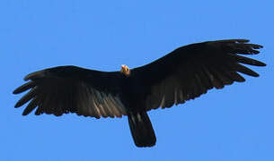 Greater Yellow-headed Vulture