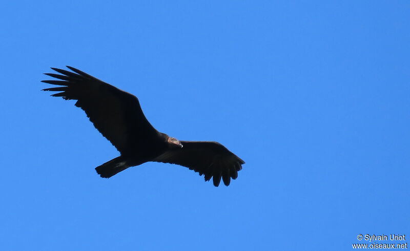 Greater Yellow-headed Vulturejuvenile