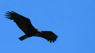 Greater Yellow-headed Vulture