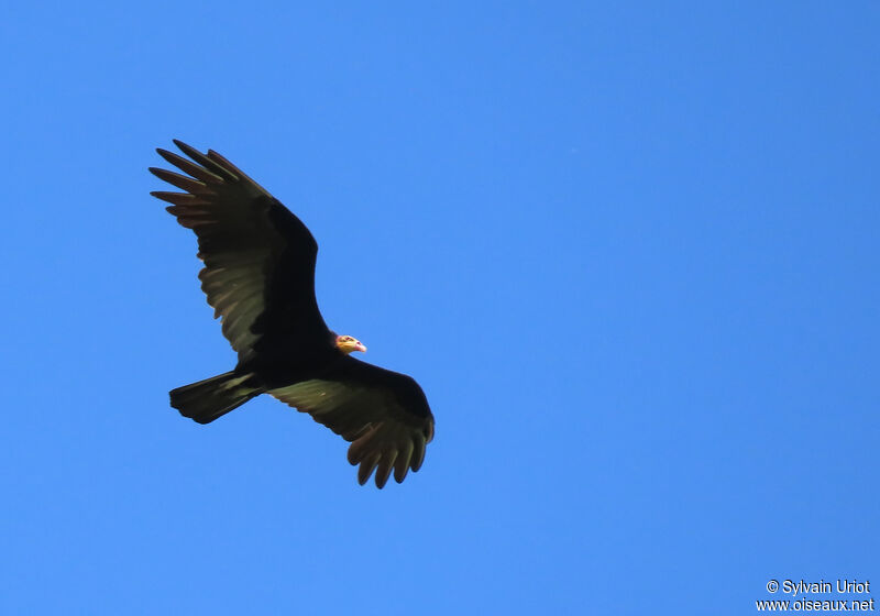 Greater Yellow-headed Vultureadult