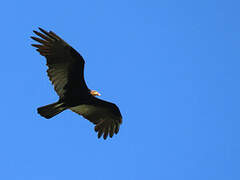 Greater Yellow-headed Vulture