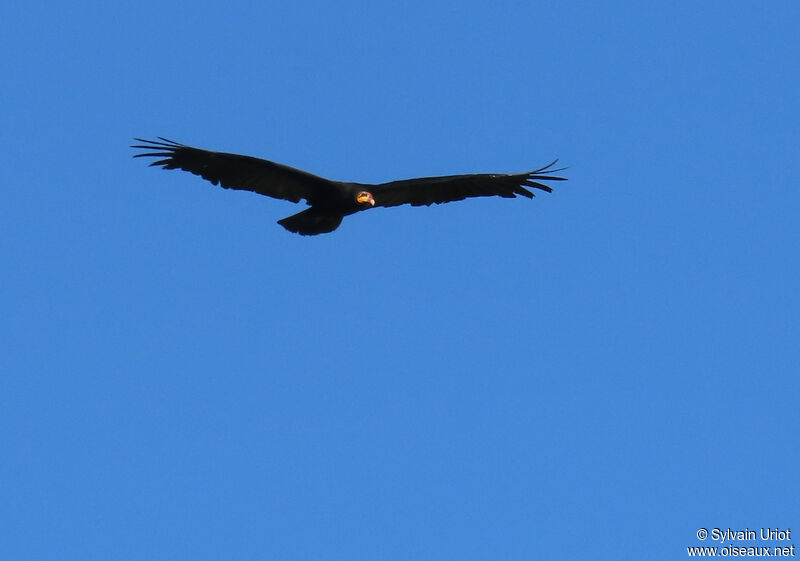 Greater Yellow-headed Vultureadult