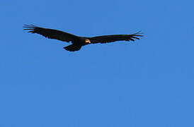 Greater Yellow-headed Vulture