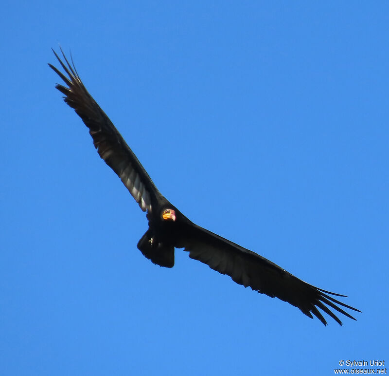 Greater Yellow-headed Vultureadult