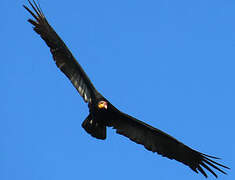 Greater Yellow-headed Vulture