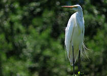 Grande Aigrette