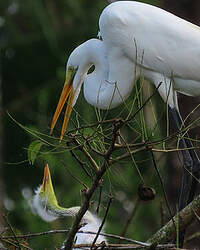 Grande Aigrette