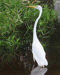 Grande Aigrette