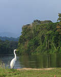 Grande Aigrette