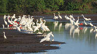 Grande Aigrette