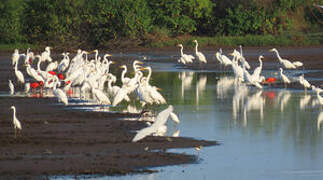 Grande Aigrette