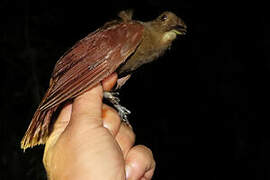 White-chinned Woodcreeper