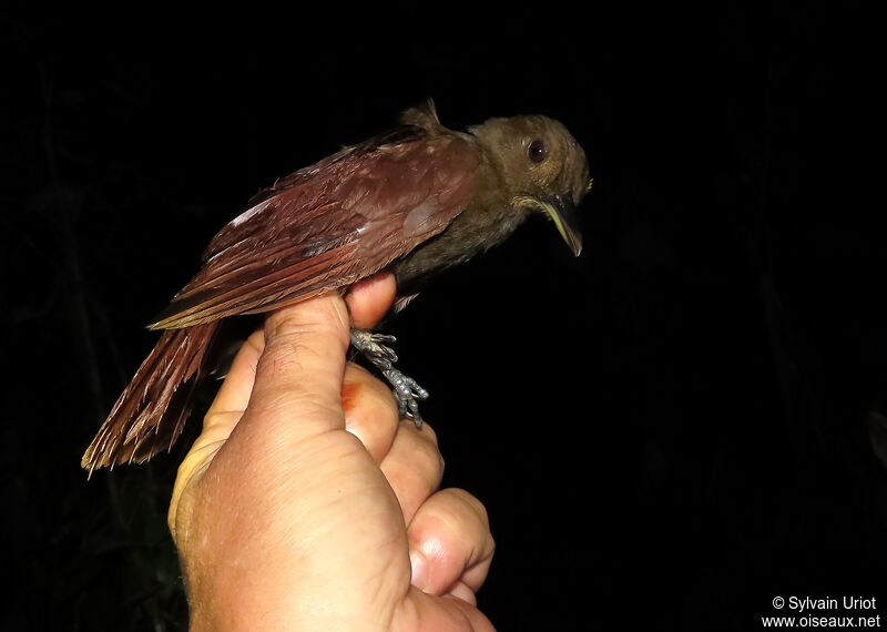 White-chinned Woodcreeperadult