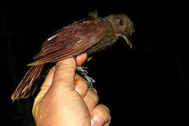 White-chinned Woodcreeper