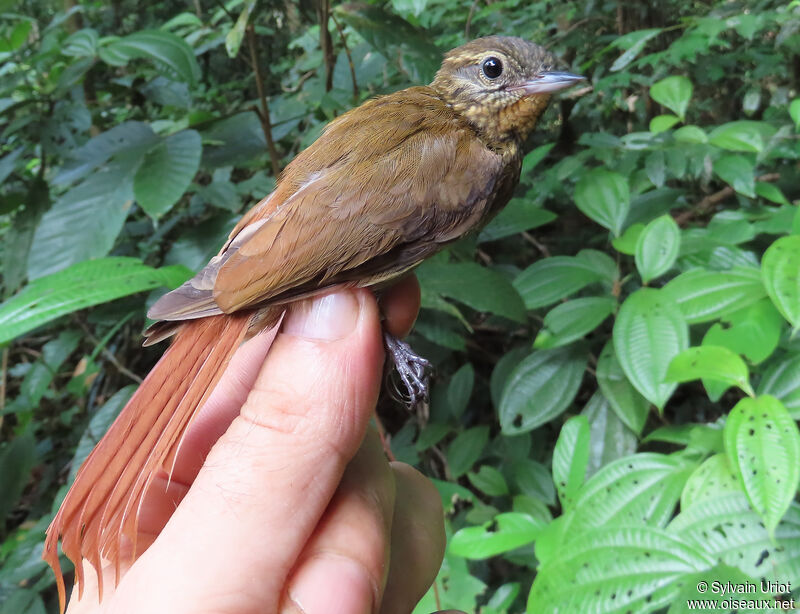 Wedge-billed Woodcreeperadult