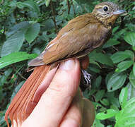 Wedge-billed Woodcreeper