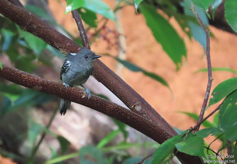 Dusky Antbird male adult