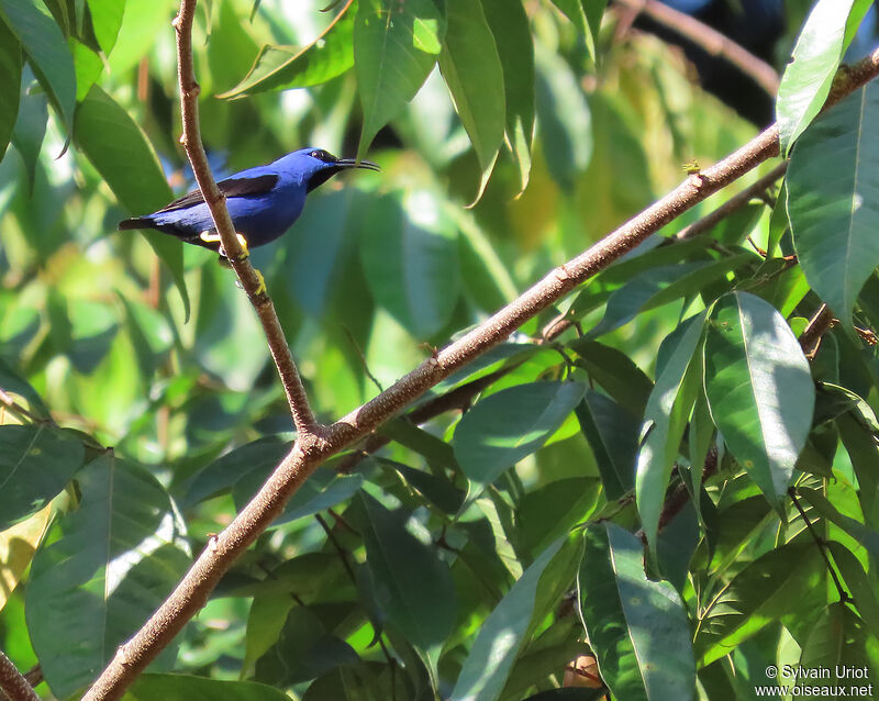 Purple Honeycreeper male adult