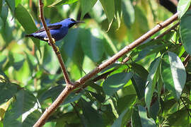 Purple Honeycreeper