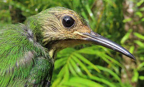 Purple Honeycreeper