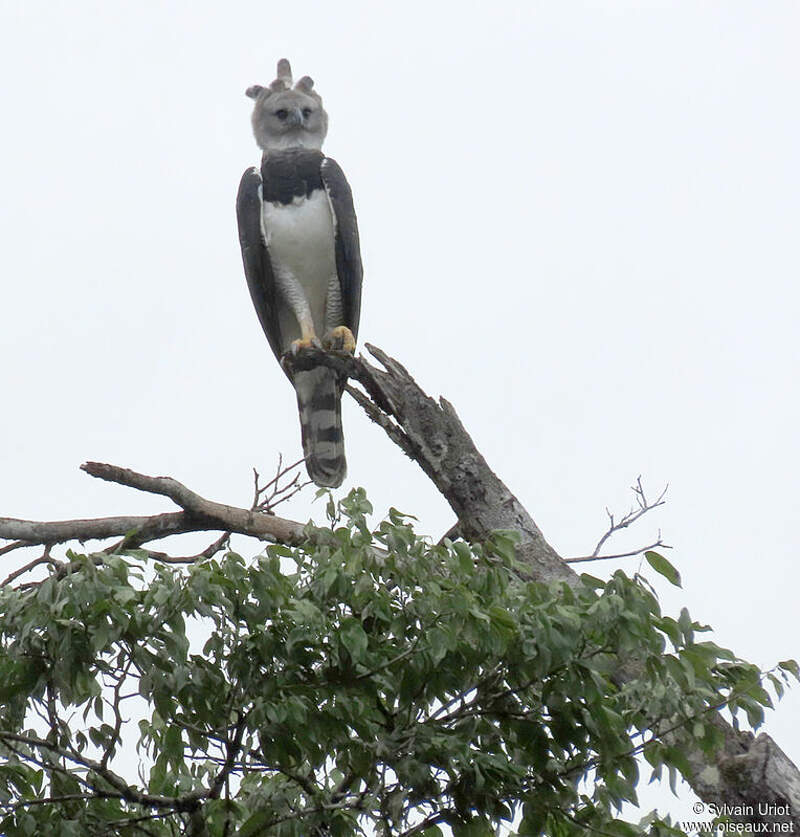 Harpy Eagle - Harpia harpyja male adult - syur297900