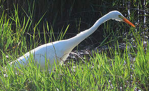 Yellow-billed Egret