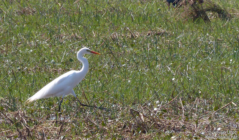 Yellow-billed Egret