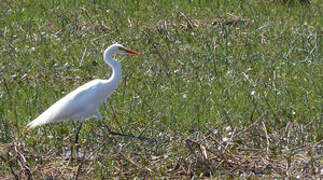 Yellow-billed Egret