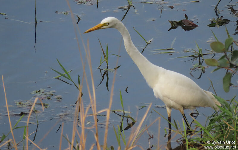 Yellow-billed Egretadult