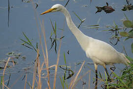 Yellow-billed Egret