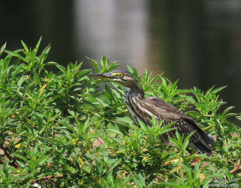 Héron striéimmature