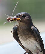 Grey-breasted Martin