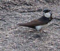 Black-collared Swallow