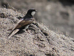 Black-collared Swallow