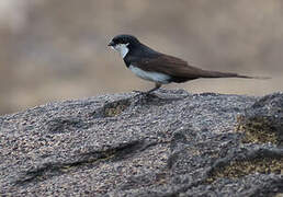 Black-collared Swallow