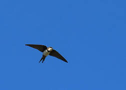 Black-collared Swallow