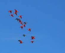 Scarlet Ibis