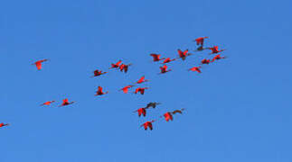 Scarlet Ibis