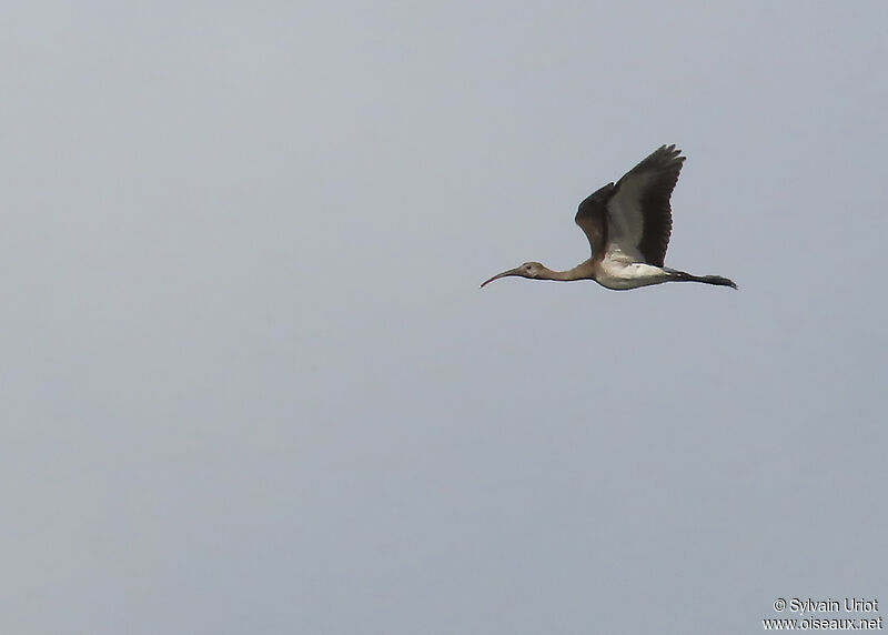 Ibis rougejuvénile