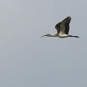 Scarlet Ibis