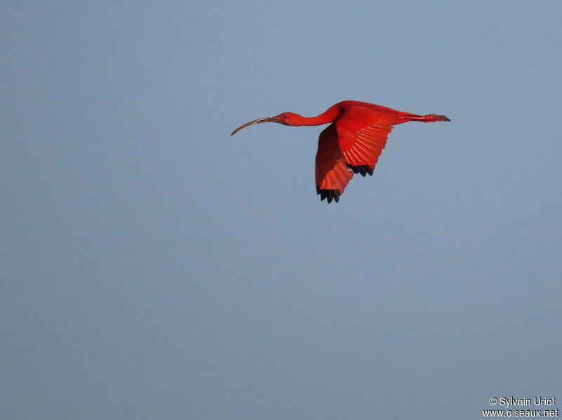 Ibis rougeadulte