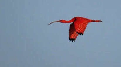 Ibis rouge