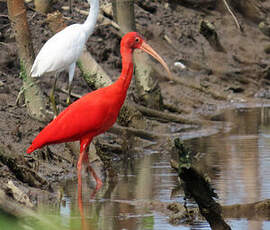 Ibis rouge