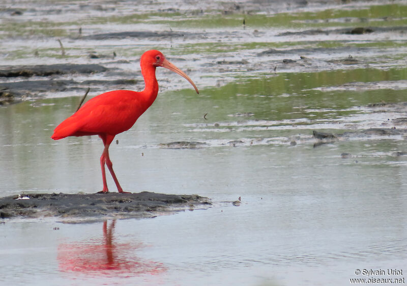 Ibis rougeadulte