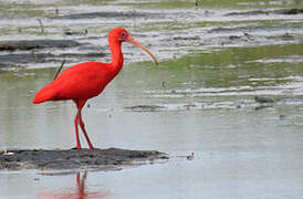 Scarlet Ibis