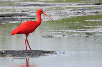 Ibis rouge