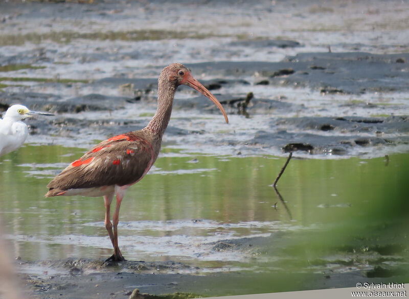 Ibis rougeimmature