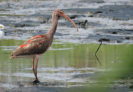 Scarlet Ibis